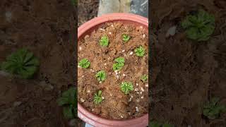 Nag repot ako ng drosera burmannii ko Halaman na kumakain ng maliit na insects 🐞 [upl. by Ettezil424]