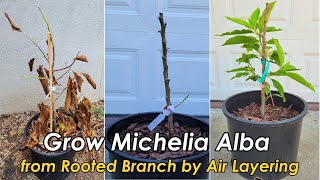 How to Grow amp Care for Michelia Alba White Champaca from Rooted Branch by Air Layering 白兰的种植和养护 [upl. by Yerhpmuh]