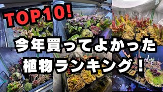 今年買ってよかった植物ランキング！TOP１０ 観葉植物 食虫植物 [upl. by Sutherland]