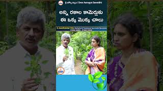 అన్ని రకాల కామెర్లుకు ఈ ఒక్క మొక్క చాలు youtubeshorts ytshorts ayurveda sreesannidhitv [upl. by Anastice]