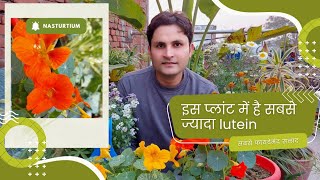 इसके फूलों की सलाद आंखों के लिए है बहुत फायदेमंद  Tropaeolum majus garden nasturtium plant care 🌿 [upl. by Eelirak247]