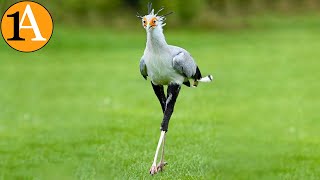 Der Sekretär Sagittarius  Sekretär Vogel Wunderschön und gefährlich zugleich [upl. by Alleiram]