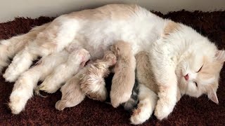 Cat Giving Birth Cat Gives Birth To 6 Kittens  Part 2 [upl. by Rolph]