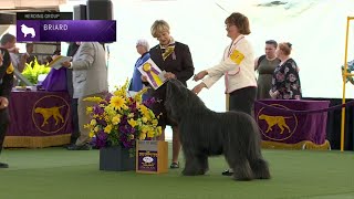 Briards  Breed Judging 2023 [upl. by Shargel]