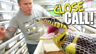 MILD VENOMOUS SNAKE CLOSE CALL SNAKE BITES  BRIAN BARCZYK [upl. by Neils675]