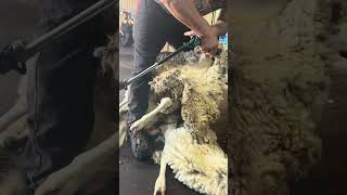 Sheep shearing in west Australia [upl. by Ilsel]