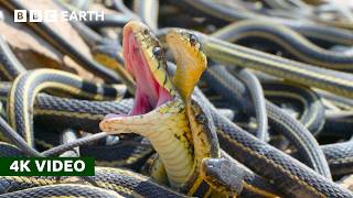 How Do Female Snakes Pick a Mate  A Perfect Planet  4K UHD  BBC Earth [upl. by Comptom]