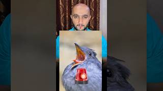 Bird Sounds like a Horn 📯 SubhanAllah ❤ shorts viralvideo mazzy youtubeshorts [upl. by Eralc237]