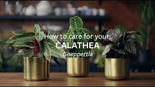 How to care for your Calathea  Grow at Home  RHS [upl. by Namyl933]