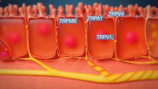 Understanding the Cough Reflex in 3D Animation [upl. by Nivahb]