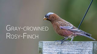 Rare Sighting Greycrowned Rosy Finch in Ontario A OneDay Wonder 🐦✨ [upl. by Horgan]