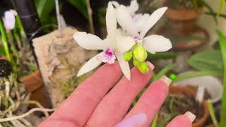 EpiSnow fantasy Blc Key Lime Stars C Amazone Coerulea Prosthechea Cochleata [upl. by Rexana]