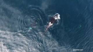 Offshore Killer Whales Eating Sevengil Shark 121316 [upl. by Eissirk]