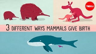 The three different ways mammals give birth  Kate Slabosky [upl. by Twyla]