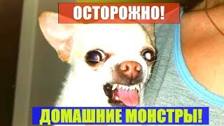 Злые чихуа Ржачь Angry Chihuahuas [upl. by Viv]