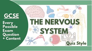 GCSE Human Nervous System QUIZ  EVERY possible exam question [upl. by Natalina]