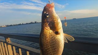 multi spices Croaker big flounder spot great day out 🎣nycfishing brooklyn croaker flounder [upl. by Euhsoj]