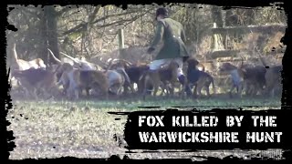 Fox killed by the Warwickshire Hunt [upl. by Aklam622]