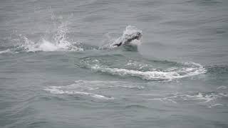 Atlantic Bluefin Tuna Thunnus thynnus south Devon 14 October 2024 [upl. by Eveivaneg]