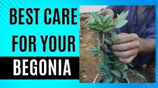 Begonia plant care Propagate Begonia Cuttings [upl. by Liv335]