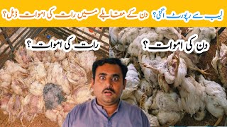 Control shed Broiler Chicken Day 35  broiler chicken poultry farming  MAmin Hamid Dar [upl. by Rider]