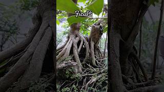 ▶️KEMEWAHAN AKAR BONSAI FICUS YG ISTIMEWAponco13net shorts bonsaitree bonsaiindonesia [upl. by Atsocal]