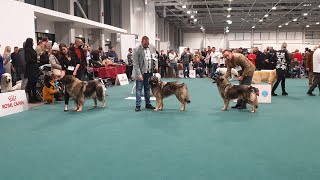 SARPLANINAC  EUROPEAN DOG SHOW 2021 BUDAPEST [upl. by Yerocaj]