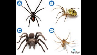 How to Identify Dangerous Spiders  HomeTeam Pest Defense [upl. by Euton684]