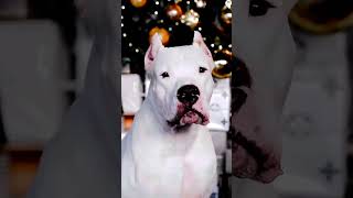 Rottweiler vs Boxer vs Dogo Argentino vs Alabai PSI comparison shorts viral trending ytshorts [upl. by Ardnohsed]