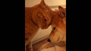 Orange Cat Loves Headbutting Shiba Inu [upl. by Nobie]