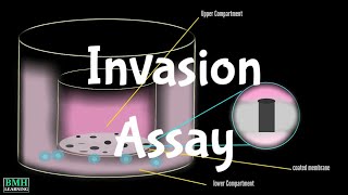 Matrix Invasion Assay  Migration Assay  Transwell Migration Assay  Transwell Insert Method [upl. by Ardiedak]