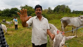 ಜೋಡುಗಟ್ಟೆ ಜಾತ್ರೆಯಲ್ಲಿ ಸಂತೆ ಕಲ್ಲಹಳ್ಳಿ ಲಕ್ಕಣ್ಣ ಅವರ ಹಳ್ಳಿಕಾರ್ ಪ್ರೀತಿ [upl. by Laforge]