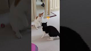 Cat Comedy Show Will Make You Laugh Until You Cry catbreed funnycats shorts cat catlover [upl. by Alih]