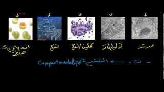 عضيات الخلية الحيه  Cell Organelles [upl. by Suvart734]