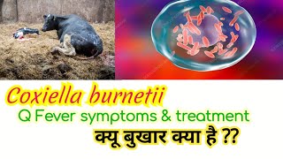 Coxiella burnetii Q fever pathogenesis clinical symptoms lab diagnosis amp treatment in hindi [upl. by Adachi147]