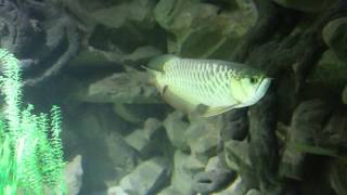 Arowana attacks desert locust [upl. by Wadsworth]