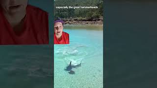 Tiger Shark attacks Stingray in ankle deep water [upl. by Carlock]