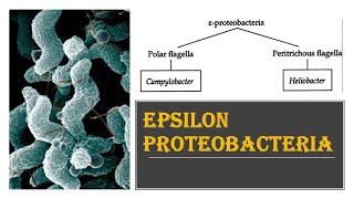 epsilon proteobacteria [upl. by Otreblide]