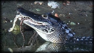 Alligator Eats Snake 01 Narration [upl. by Imoin]