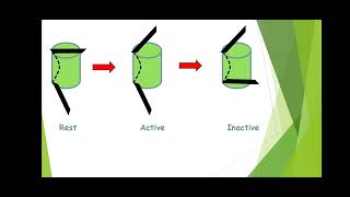 Phenytoin mechanism of action [upl. by Cairns]