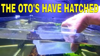 How To Breed Otocinclus Part 3 [upl. by Ralyks]