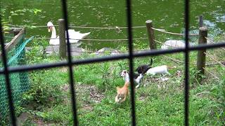 母猫が見守る中怒ると怖い白鳥の縄張りで大はしゃぎする４匹の子猫🦢 [upl. by Emelun]