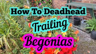 How to deadhead trailing begonias [upl. by Jenness]