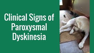 Clinical Signs of Paroxysmal Dyskinesia in a Dog  Merck Veterinary Manual [upl. by Niras756]