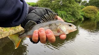 PIKE amp PERCH Lure fishing with the Spikey Shad pikeperch lurefishing fishing fishinglife fish [upl. by Delphinia932]