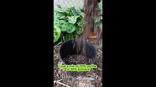 Pumice vs Perlite Which is Best for Your Garden 🌿 [upl. by Anirdnajela]