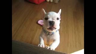 French Bulldog Speaks to his Owner Adorably [upl. by Helmut127]