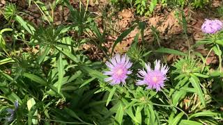 Stokes asters for full or part sun [upl. by Hubie]