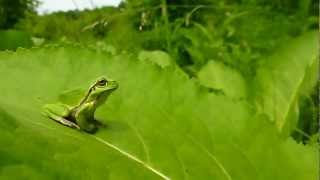 Hyla arborea I Zold levelibeka  Brotacel  European tree frog [upl. by Alon]