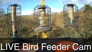 LIVE Bird Feeder Cam  Cornwall UK  Bird Watching [upl. by Akaya]